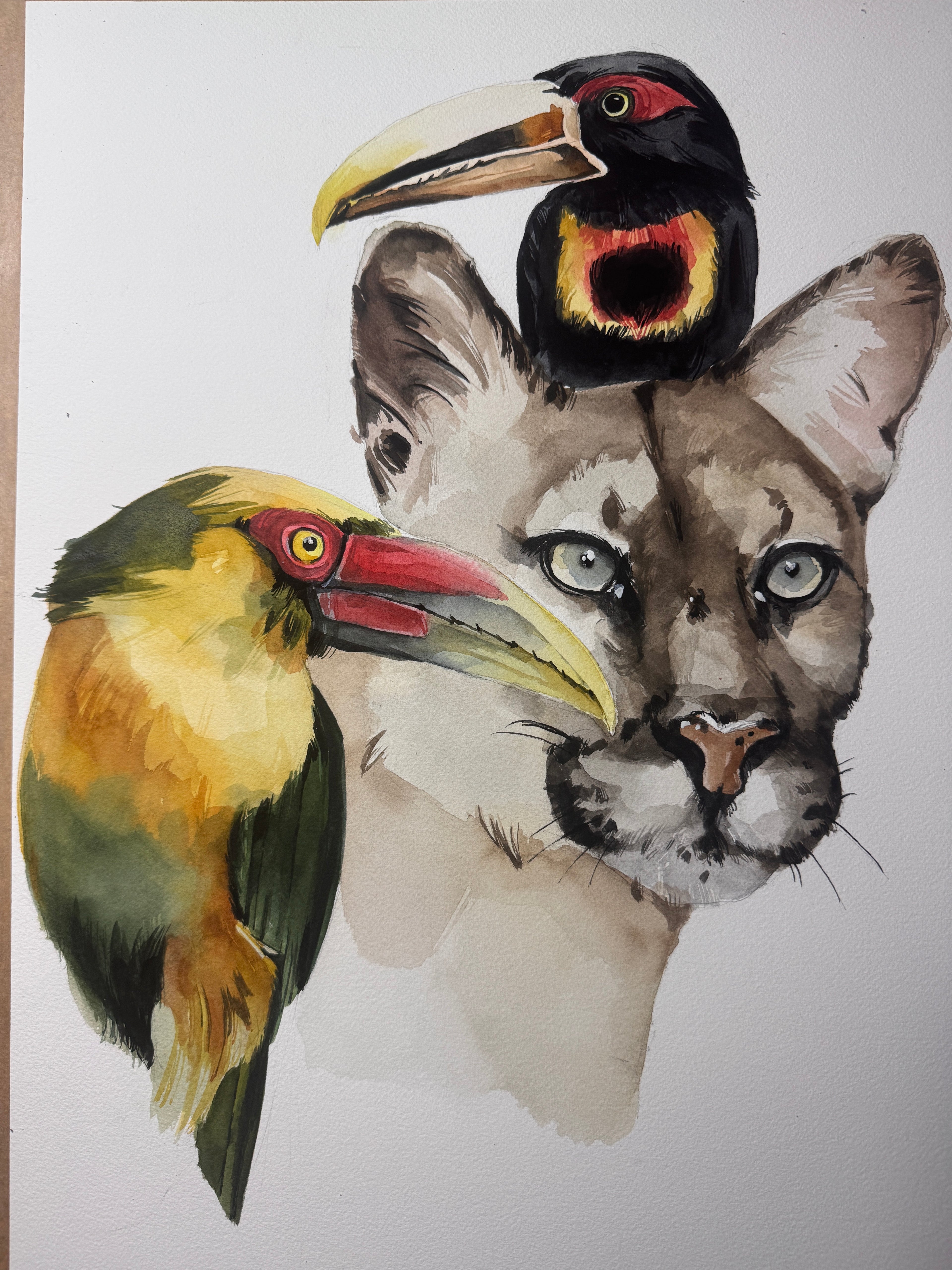 Toucans&Cougar