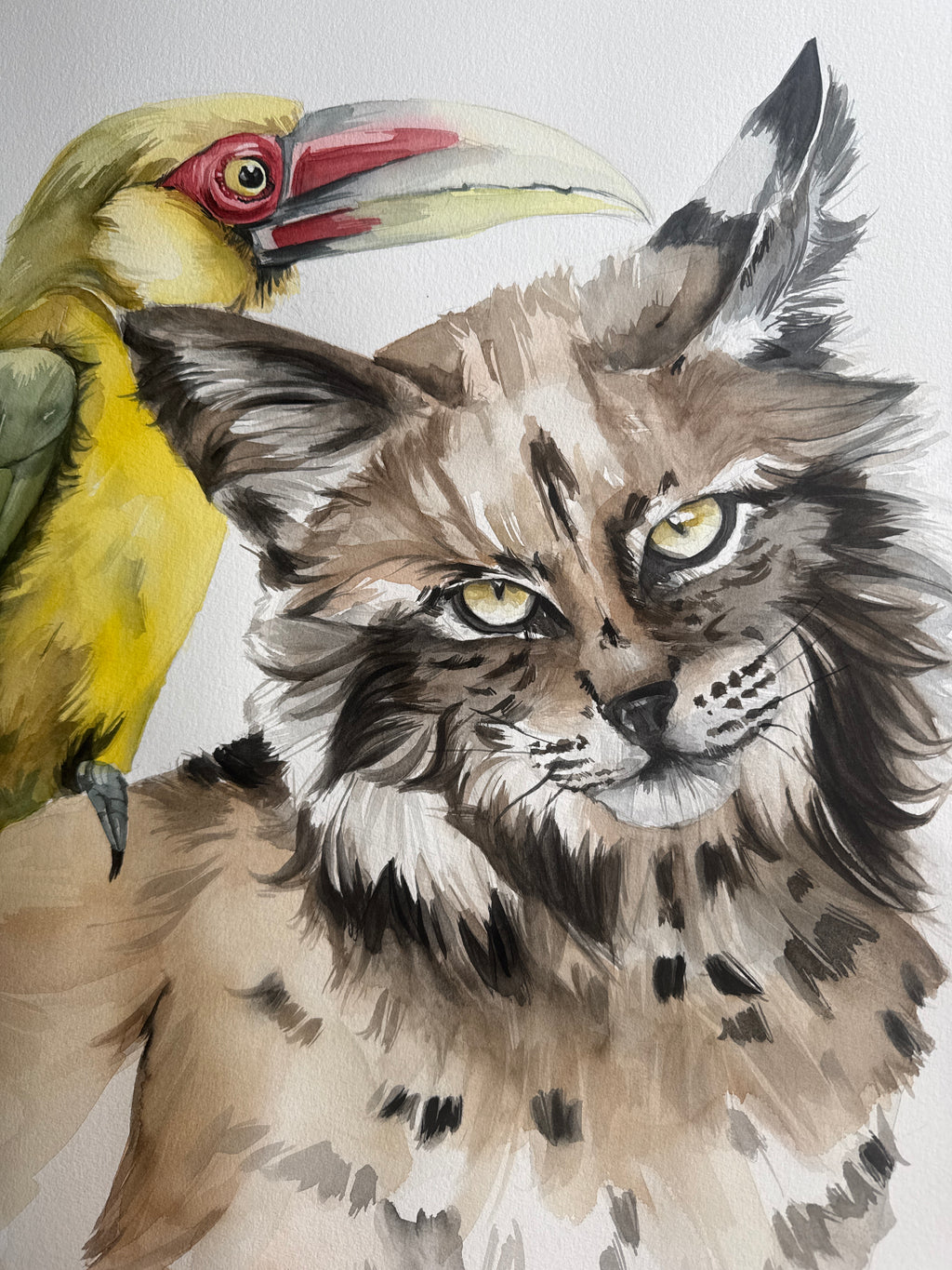 SaffronToucan & Lynx