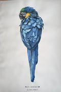 Blue & Yellow Macaw