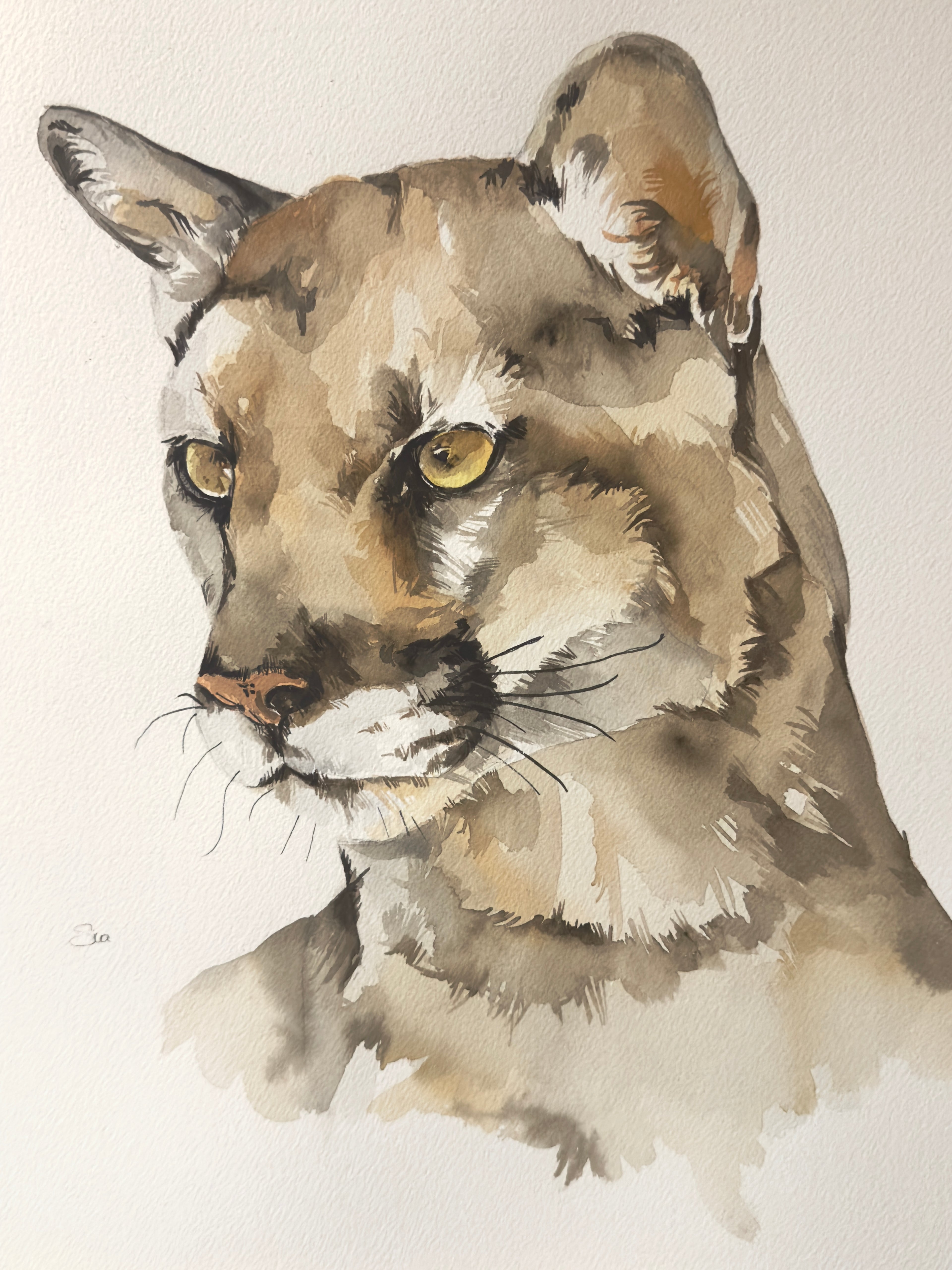 COUGAR