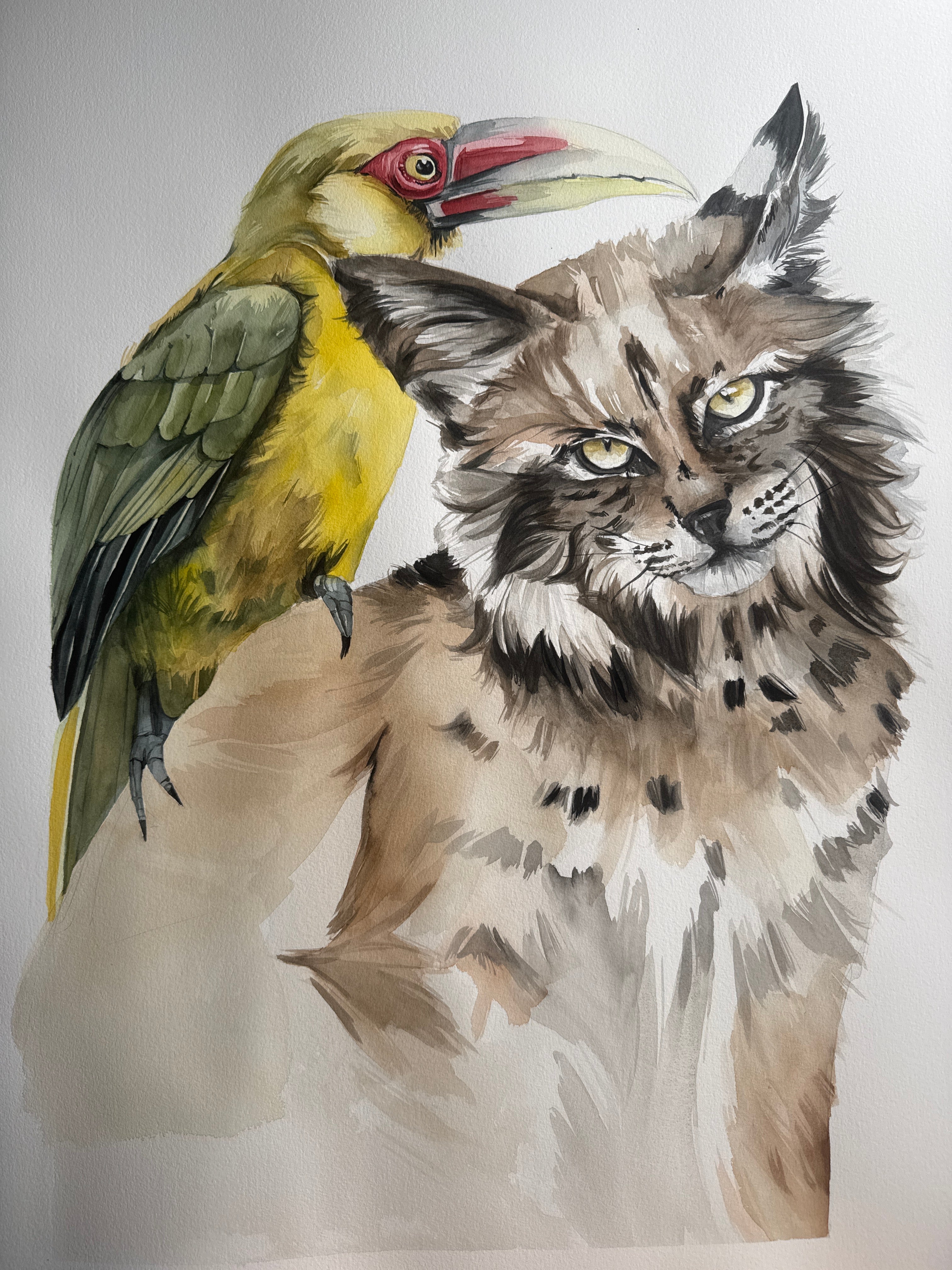 SaffronToucan & Lynx